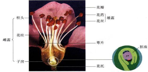 玉米花的结构示意图图片